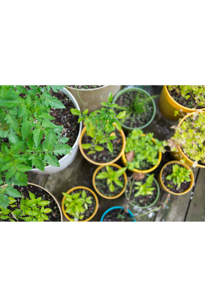 Small Space, Big Harvest: 10 Vegetables Perfect for Container Growing