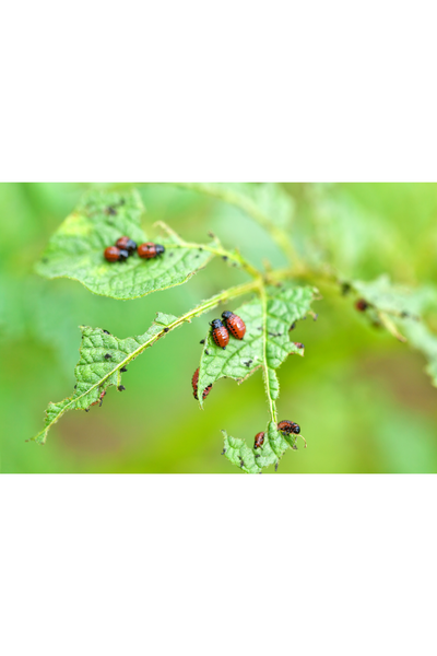 Pest-Proof Your Garden Naturally: 8 Organic Solutions That Actually Work
