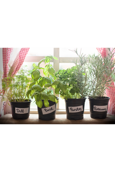 Indoor Herb Garden: Fresh Herbs Year-Round in Any Kitchen