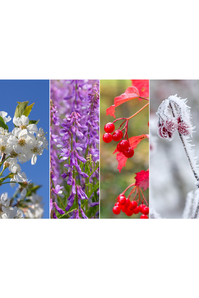 The Complete Guide to Year-Round Sustainable Gardening: From Seed to Harvest in Any Space