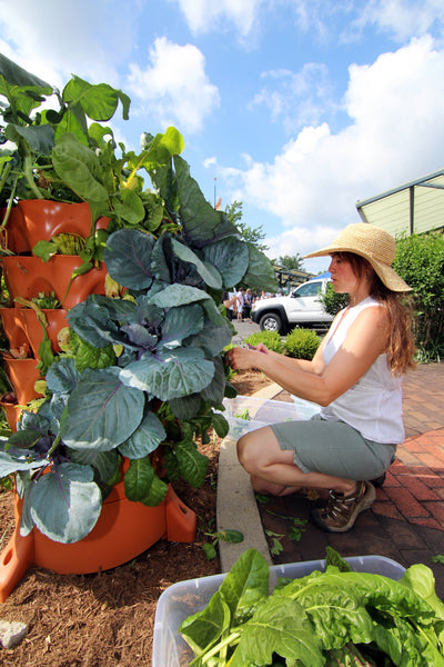 The Beginner's Guide to Vertical Gardening: Start to Finish