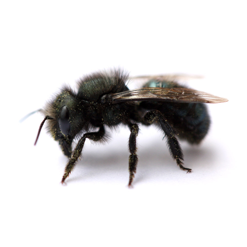 Spring Mason Bees - (20 ct)