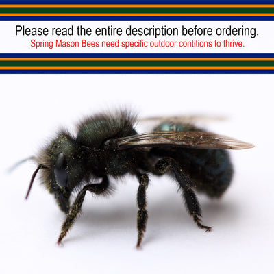 Spring Mason Bees - (20 ct)