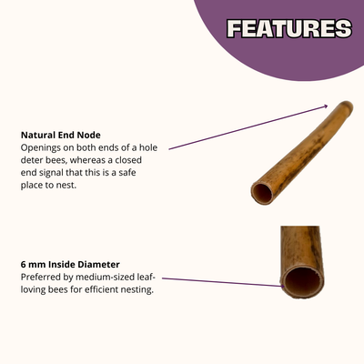 Summer Natural Reeds for Leafcutter Bees - 6mm
