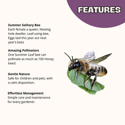 Summer Leaf Bees - (200ct)-