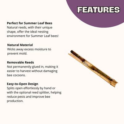 Summer Natural Reeds for Leafcutter Bees - 6mm