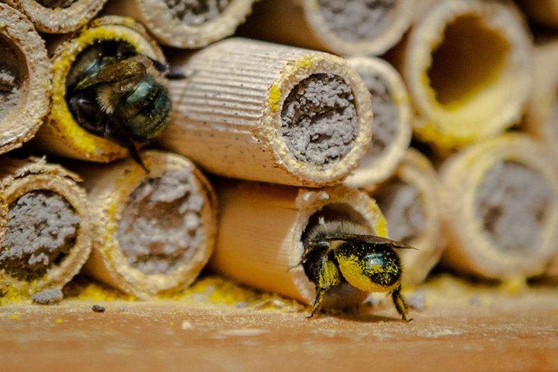 Spring Mason Bee Mud Box