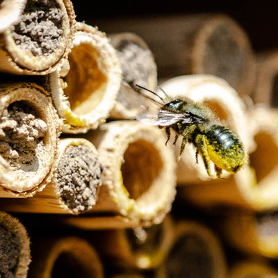 Spring Mason Bees - (20 ct)